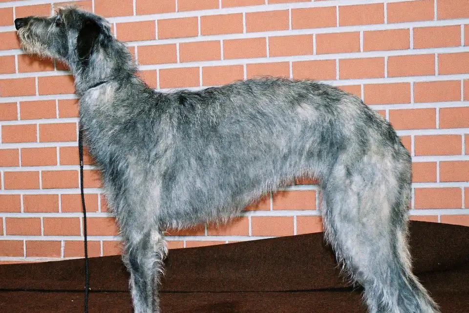 A Scottish Deerhound