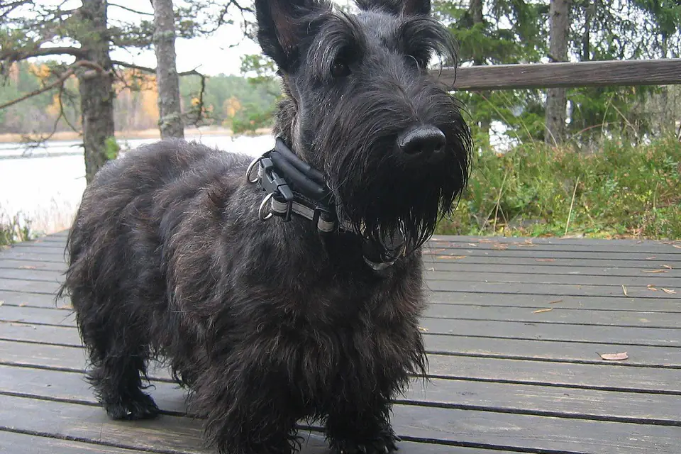 A Scottish Terrier