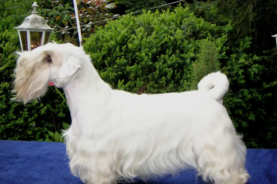 A Sealyham Terrier