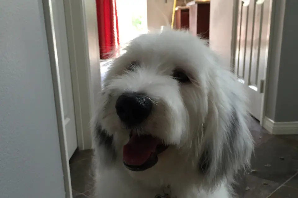 A Sheepadoodle, a Old English Sheepdog and Poodle cross