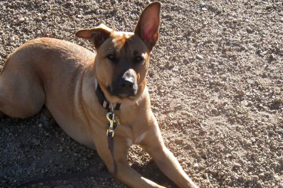 A Sheprador, a German Shepherd Dog and Labrador Retriever cross