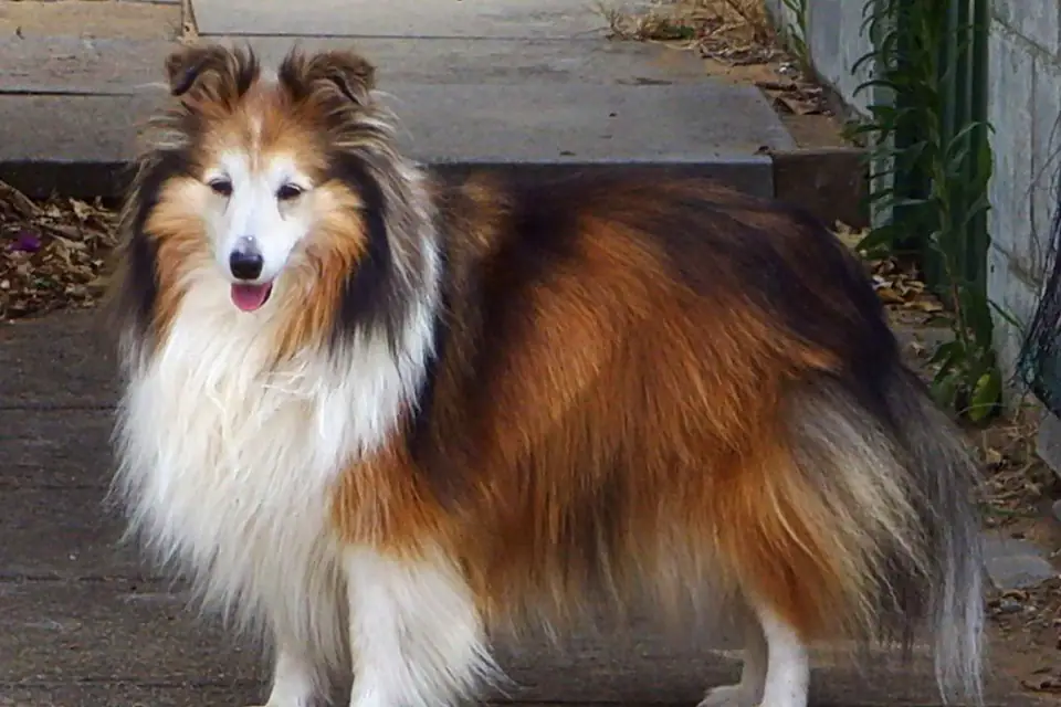 A Shetland Sheepdog