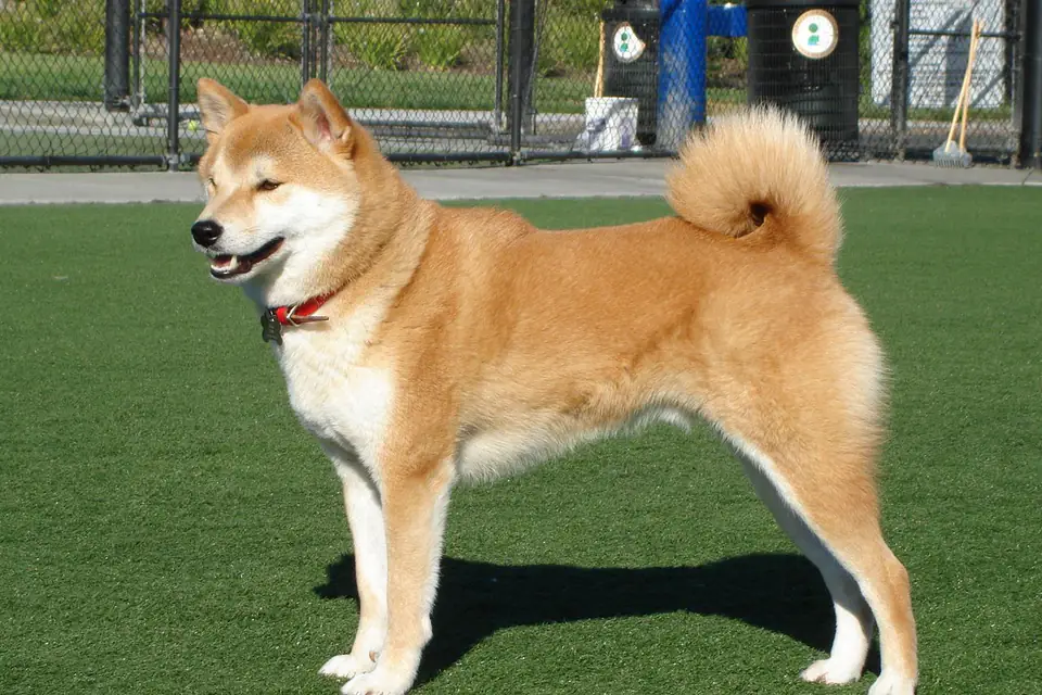 A Shiba Inu