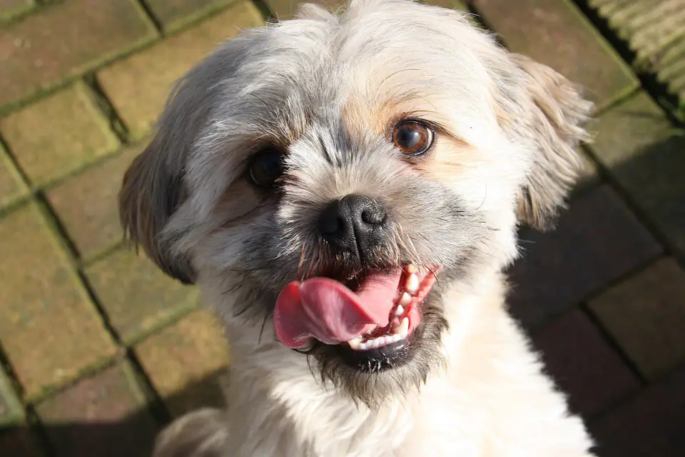 A Shih Tzu