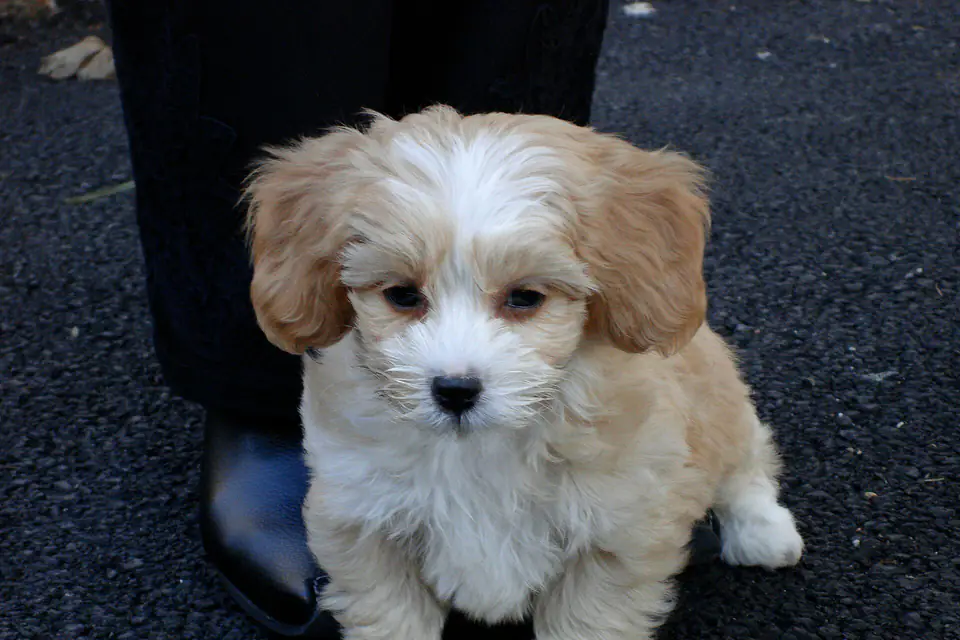 A Shih-Poo, a Shih Tzu and Poodle cross