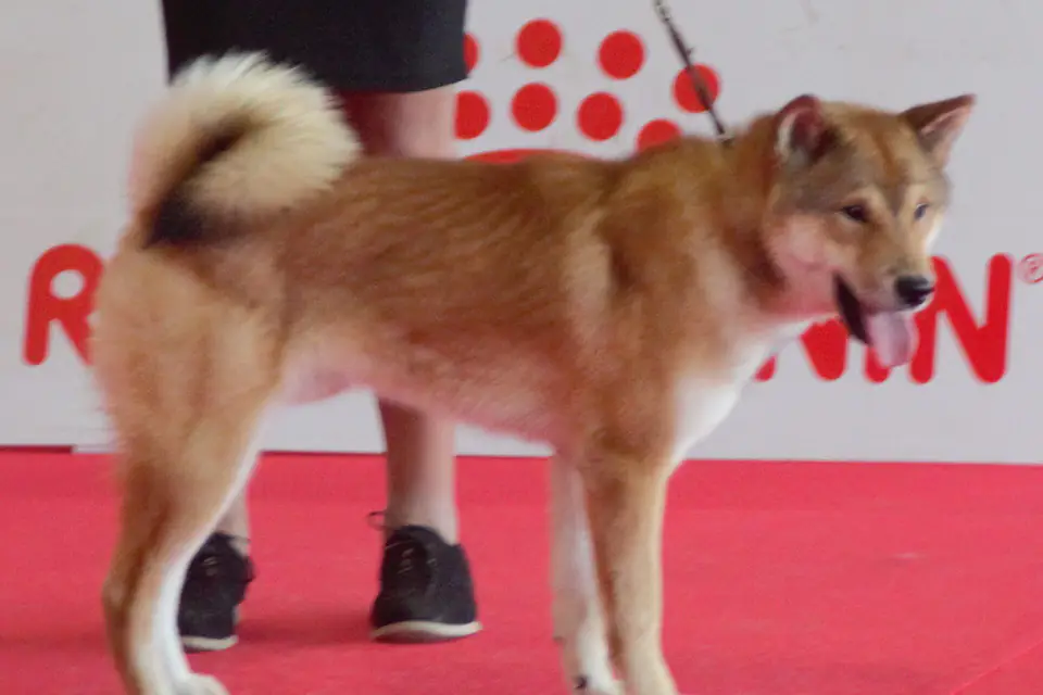 A Shikoku Ken