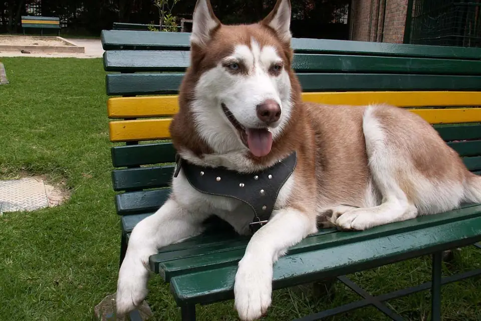A Siberian Husky