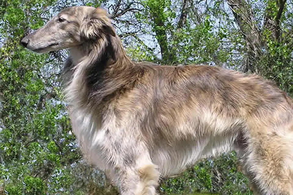 A Silken Windhound