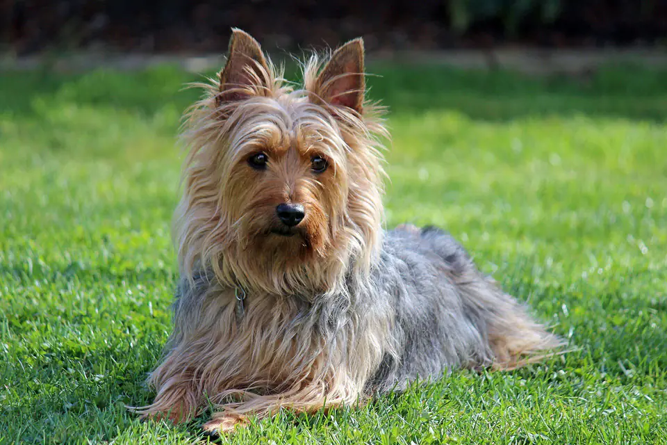 A Silky Terrier