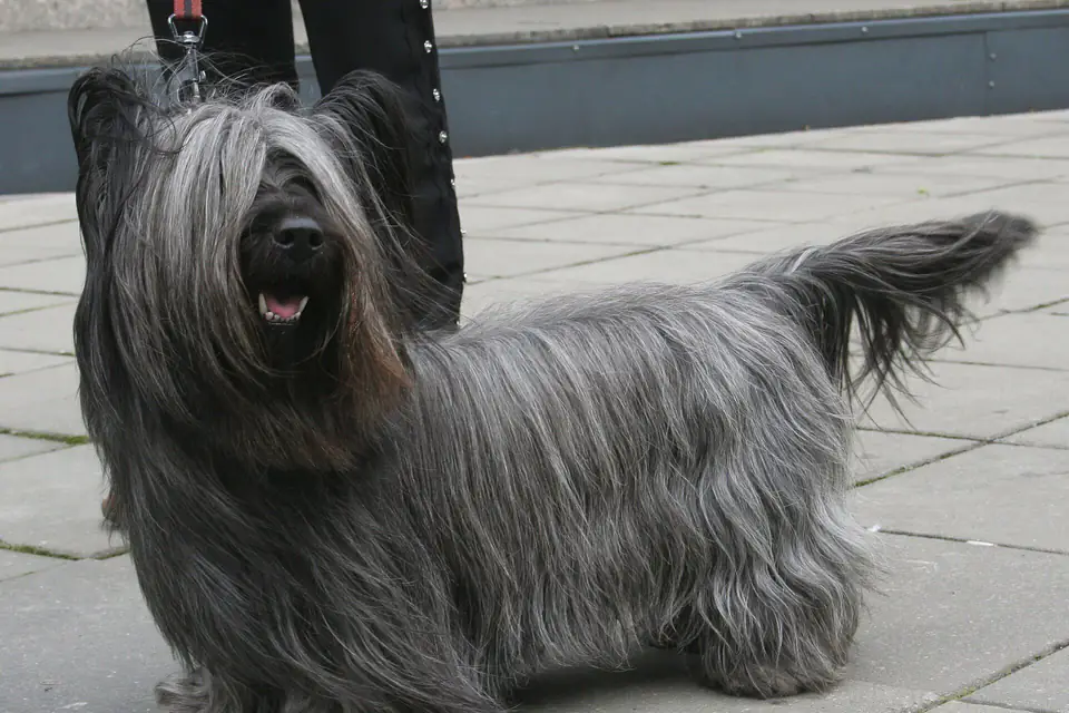 A Skye Terrier