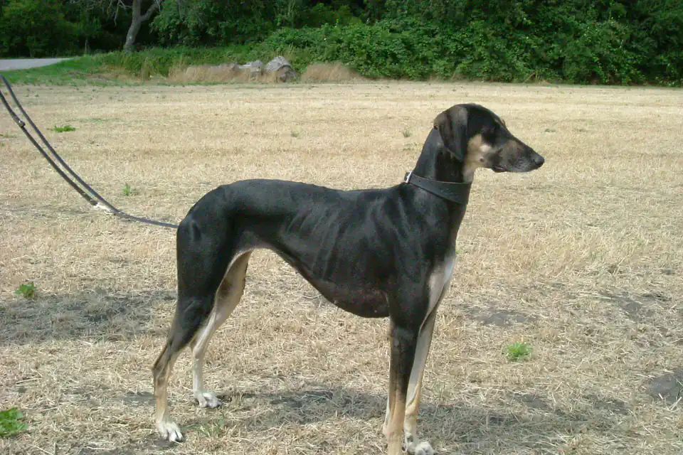 A Sloughi