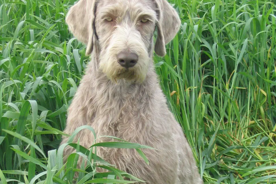 A Slovakian Wirehaired Pointer