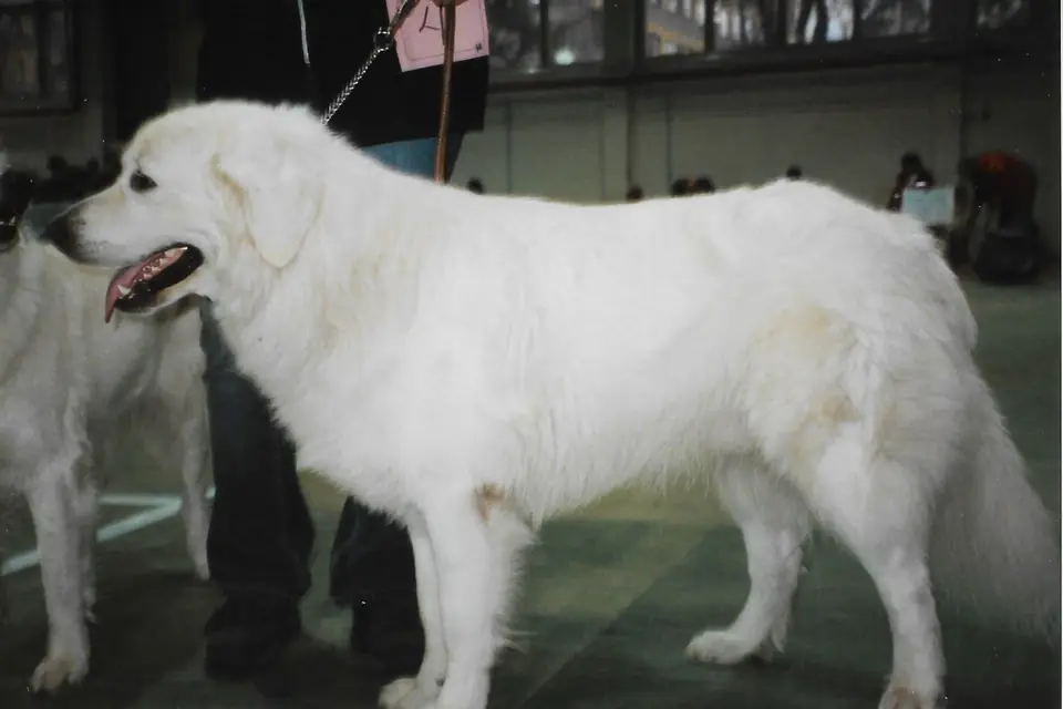 A Slovensky Cuvac