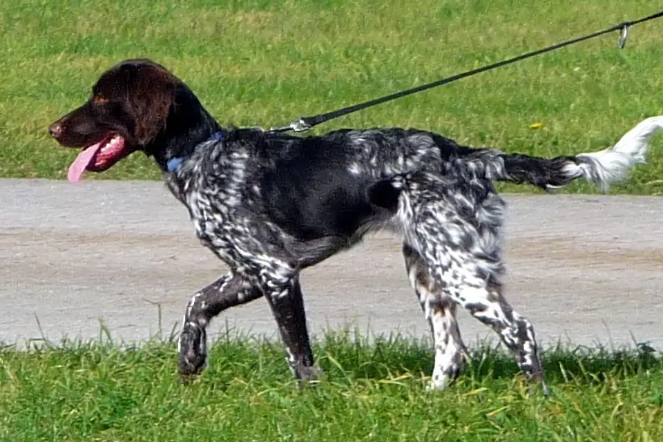 A Small Munsterlander