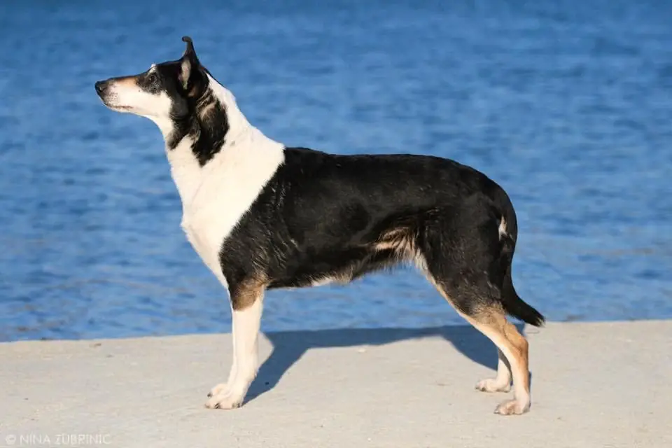 A Smooth Collie