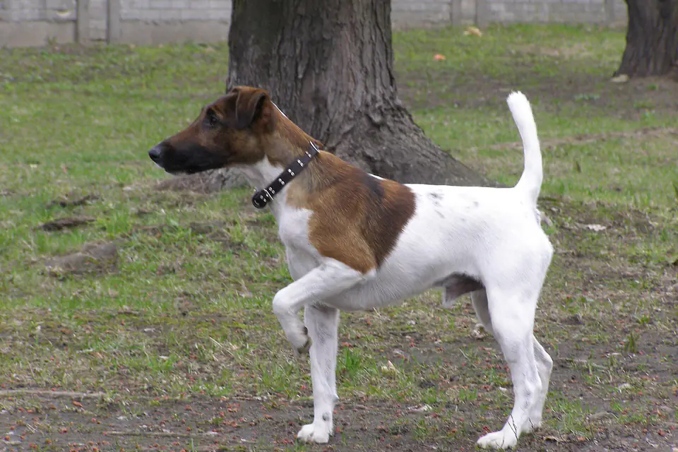 A Smooth Fox Terrier