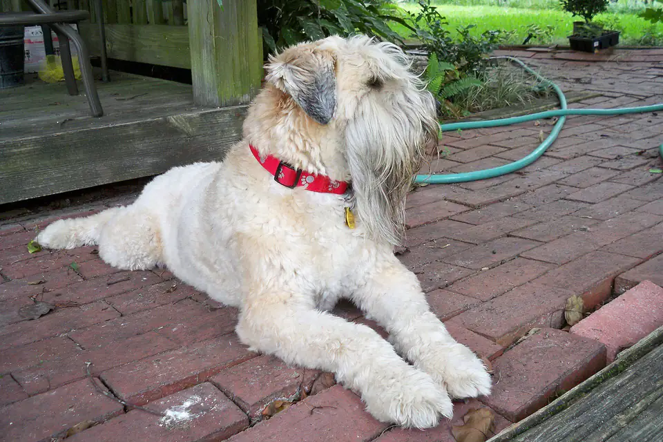 A Soft Coated Wheaten Terrier
