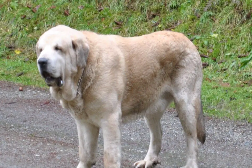 A Spanish Mastiff