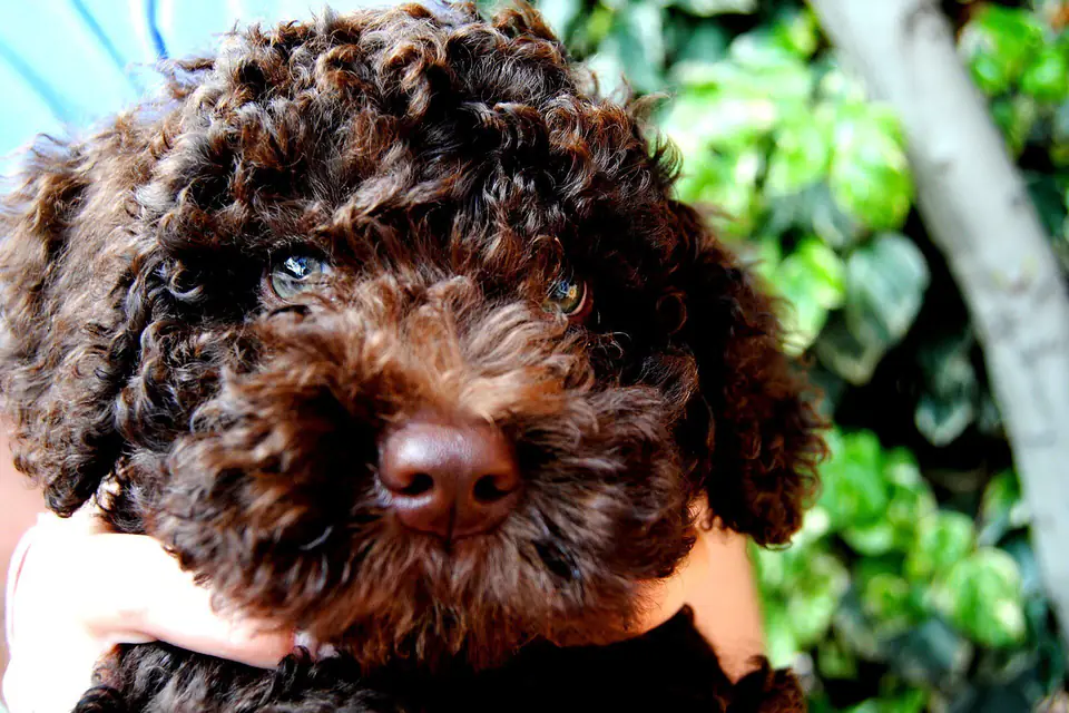 A Spanish Water Dog