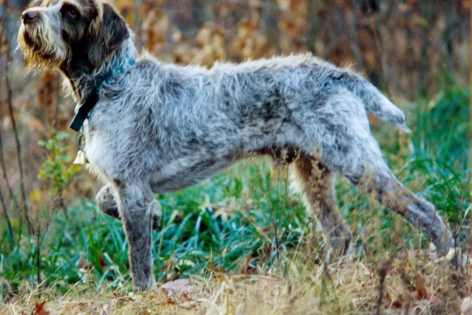 A Spinone Italiano