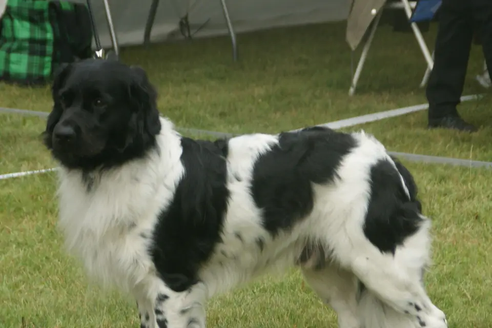 A Stabyhoun