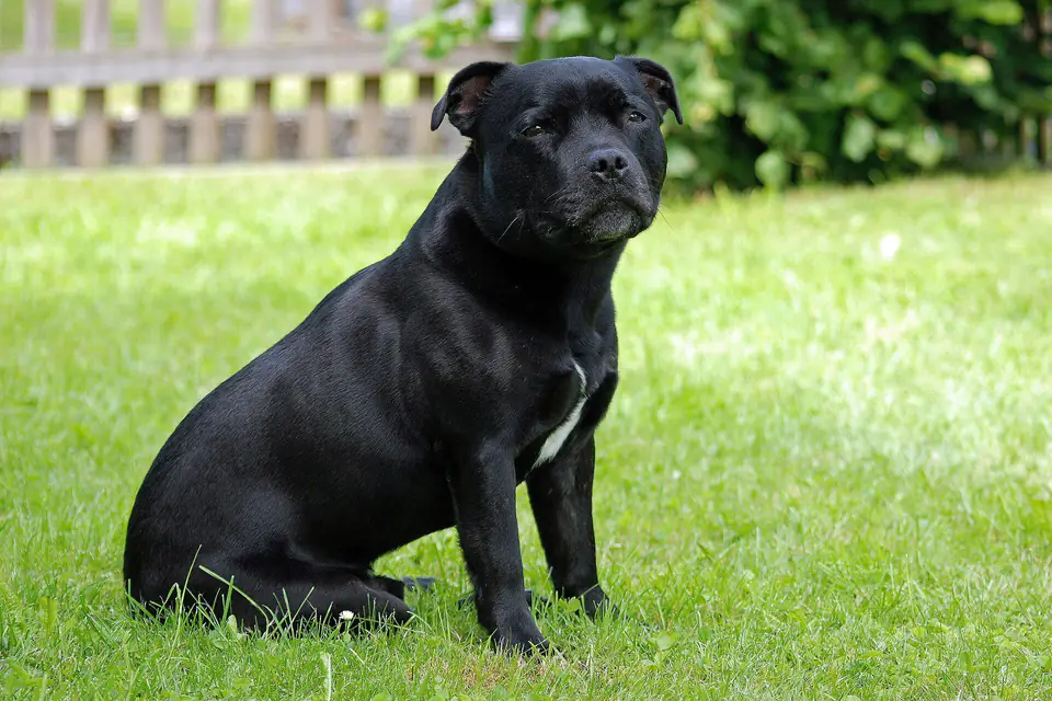 A Staffordshire Bull Terrier