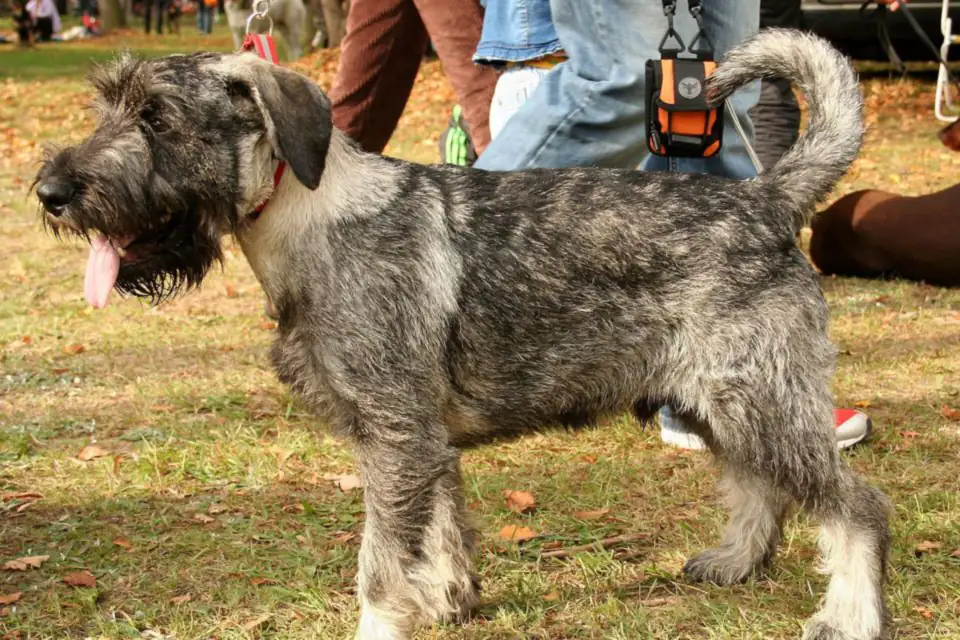 A Standard Schnauzer