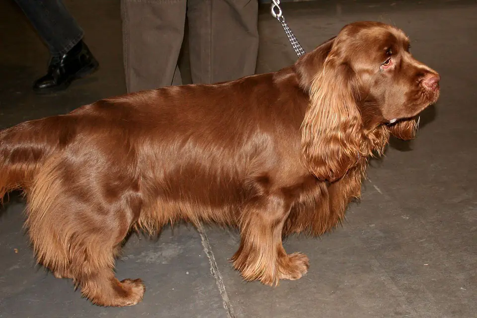 A Sussex Spaniel