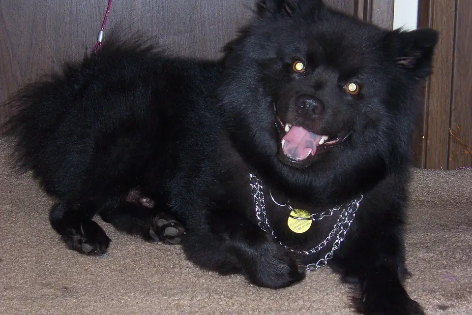 A Swedish Lapphund