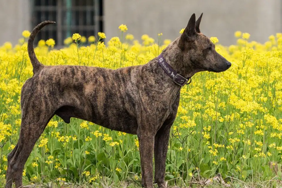 A Taiwan Dog