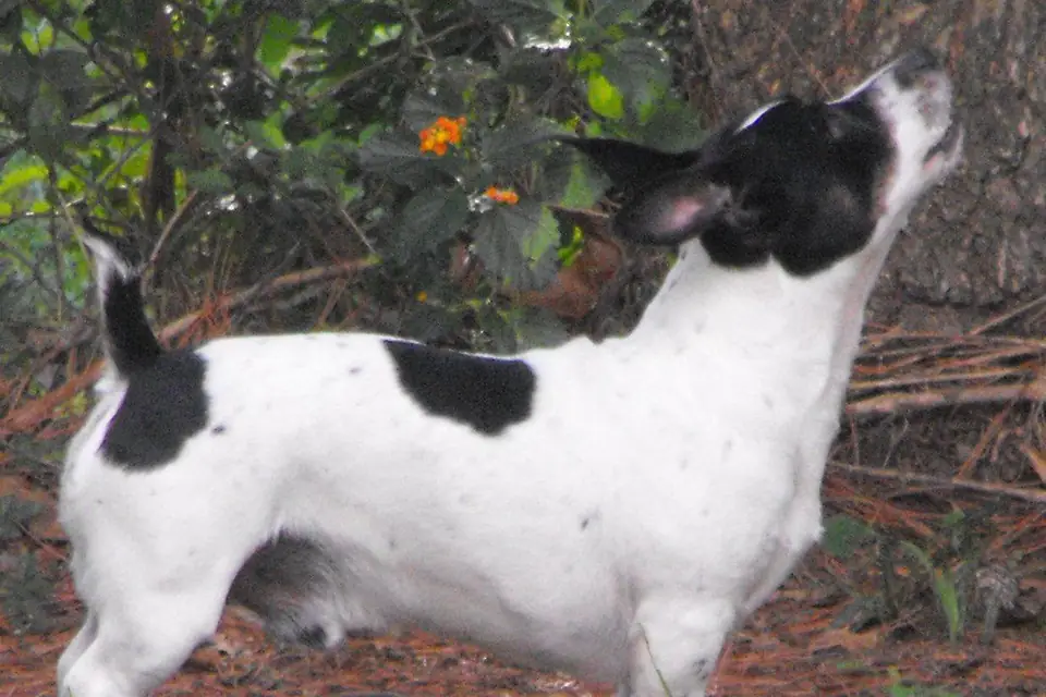A Teddy Roosevelt Terrier