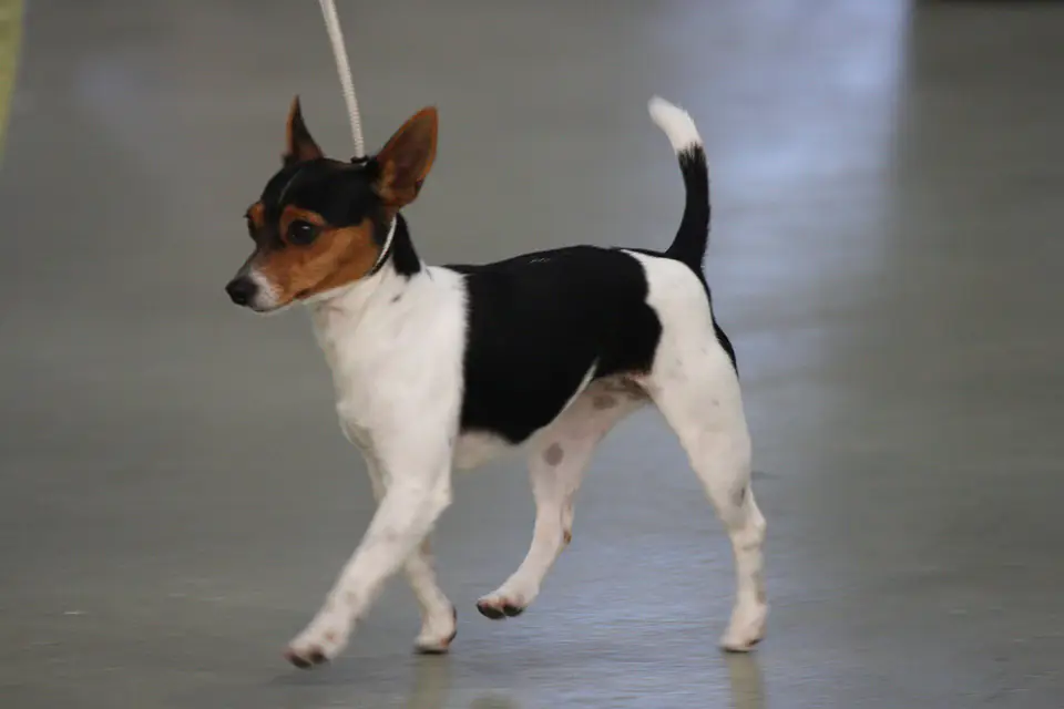 A Tenterfield Terrier