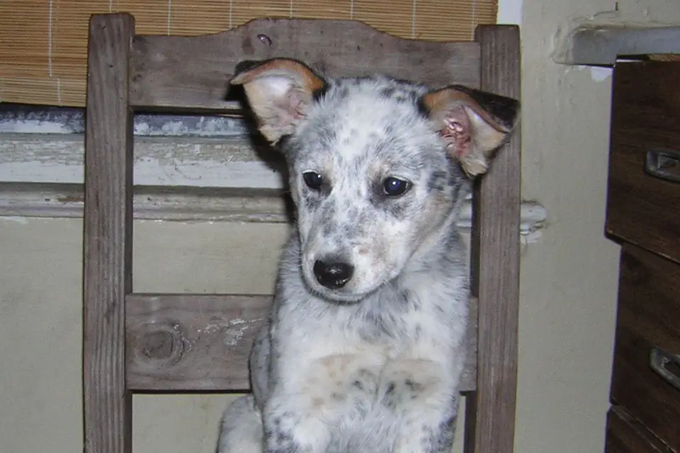 A Texas Heeler, a Australian Cattle Dog and Australian Shepherd cross