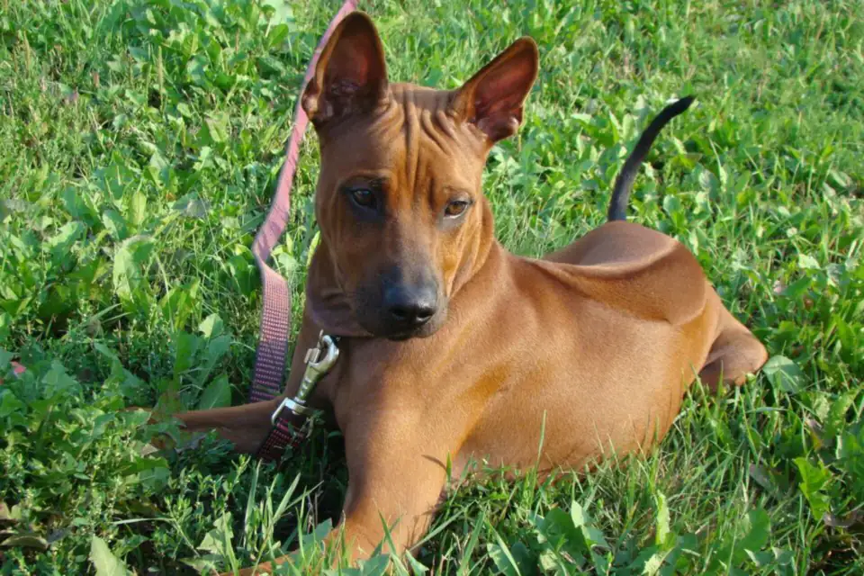 A Thai Ridgeback