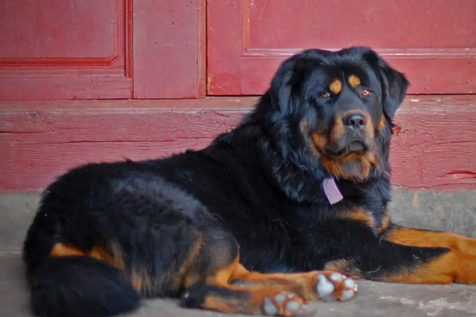 A Tibetan Mastiff