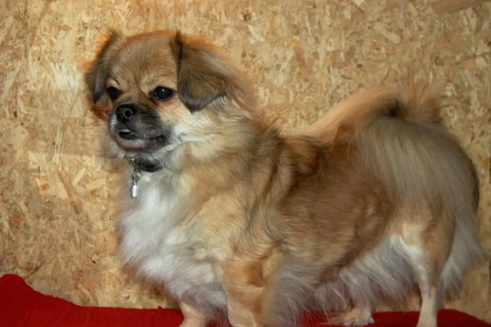 A Tibetan Spaniel