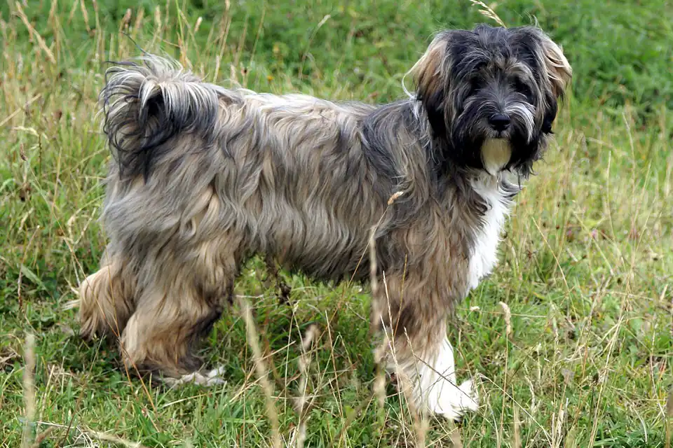A Tibetan Terrier