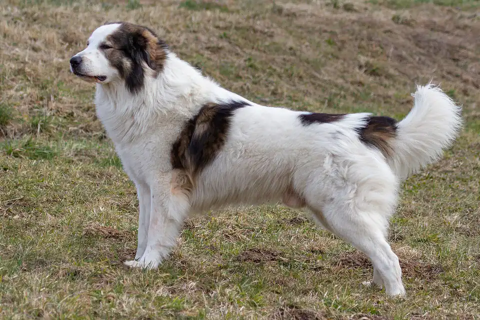 A Tornjak