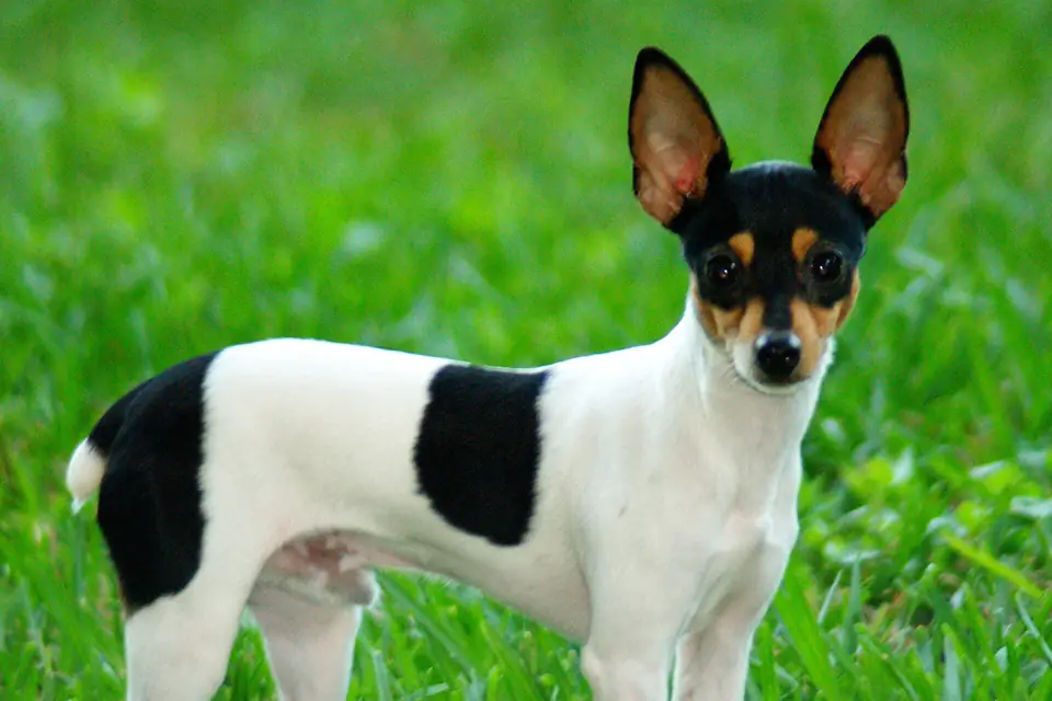 A Toy Fox Terrier