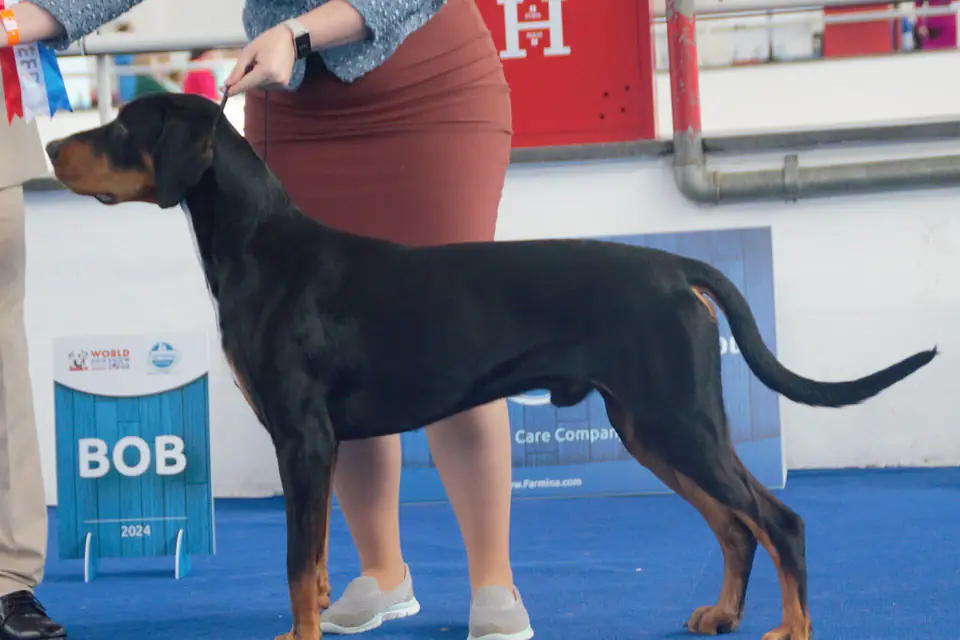 A Transylvanian Hound