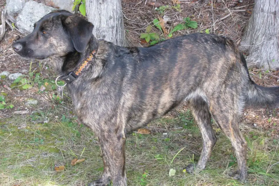 A Treeing Tennessee Brindle