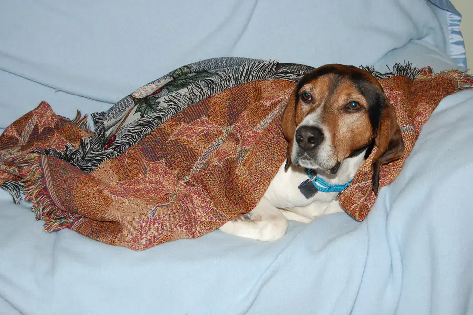 A Treeing Walker Coonhound