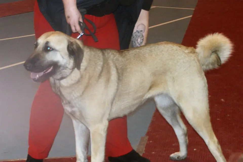 A Turkish Kangal Dog