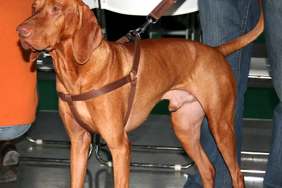 A Vizsla