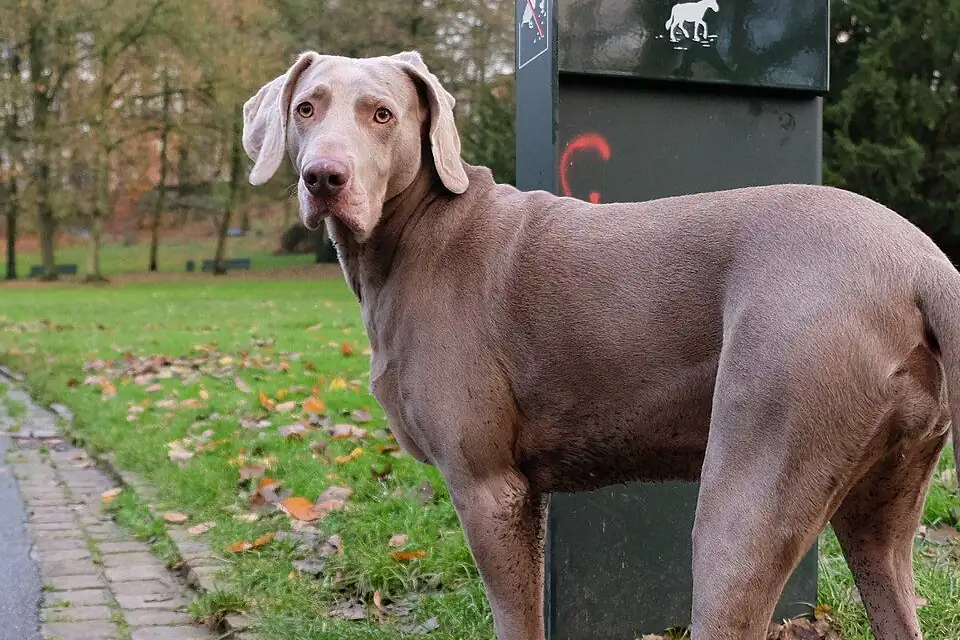 A Weimaraner