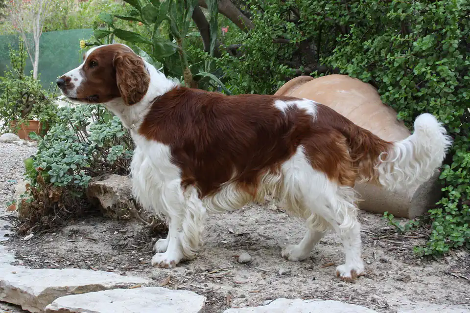 A Welsh Springer Spaniel