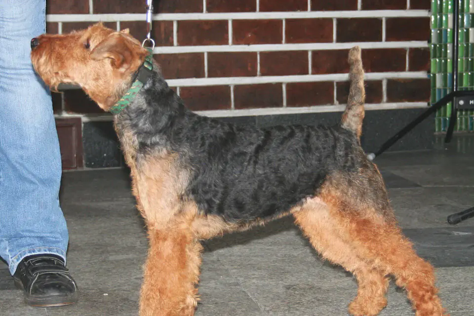 A Welsh Terrier