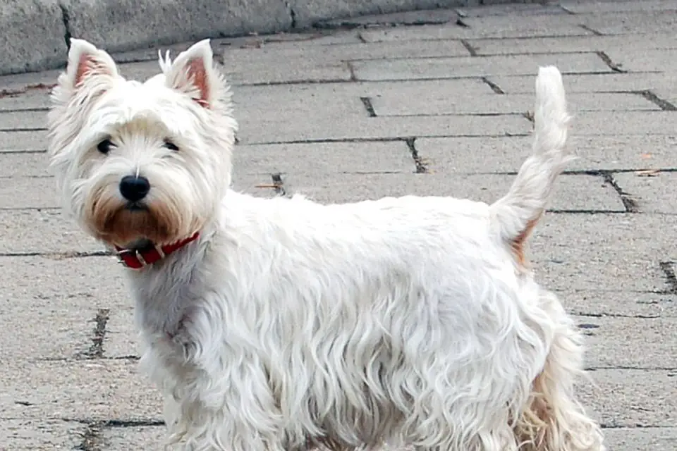 A West Highland White Terrier