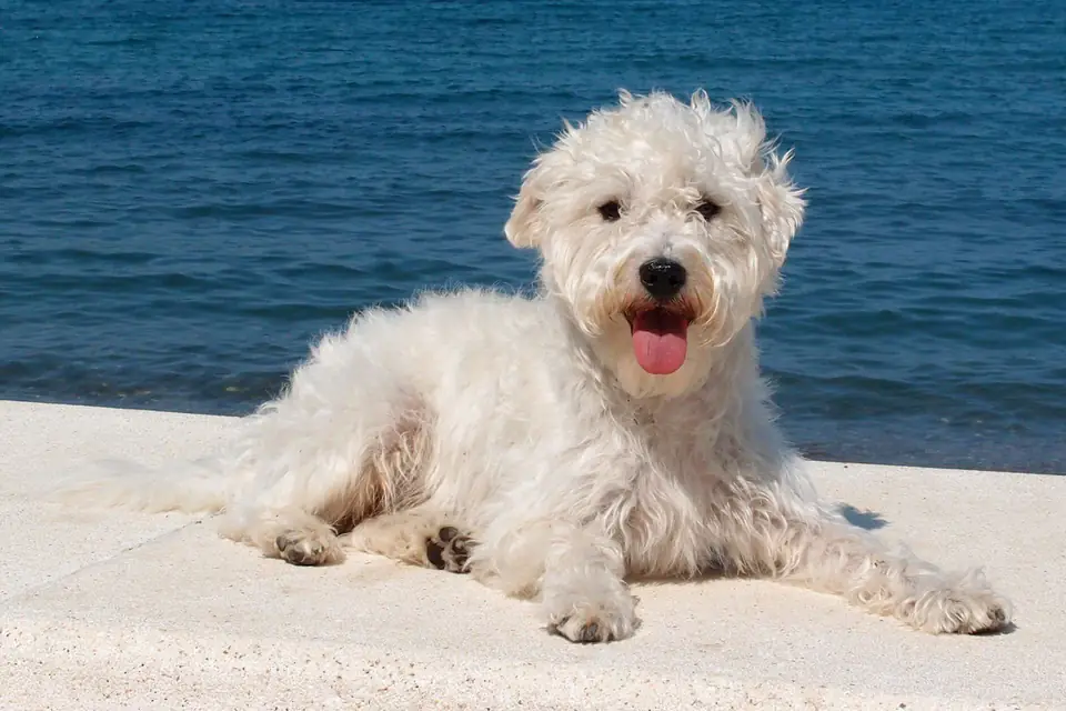 A Westiepoo, a West Highland White Terrier and Poodle cross