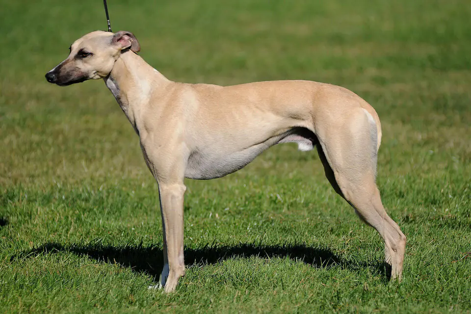 A Whippet